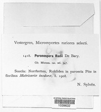 Peronospora radii image